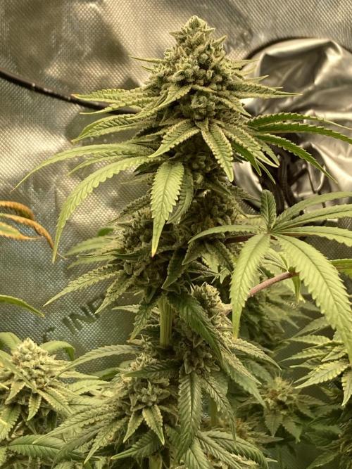 Kush Babies. Week 10