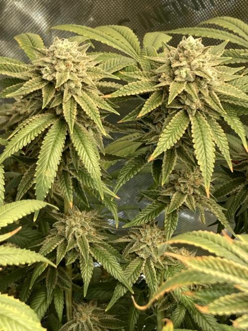 Kush Babies. Week 10