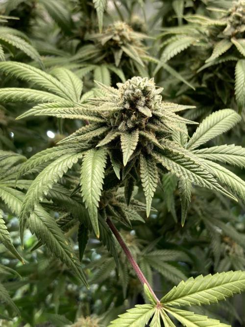 Kush Babies. Week 10