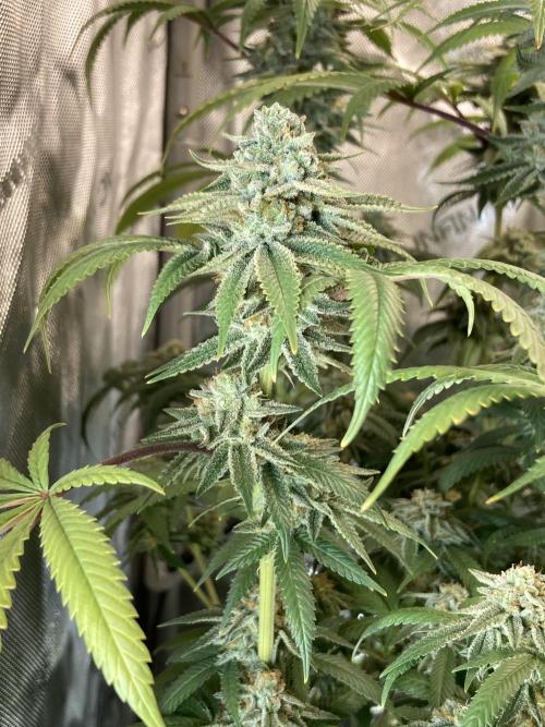 Kush Babies. Week 10