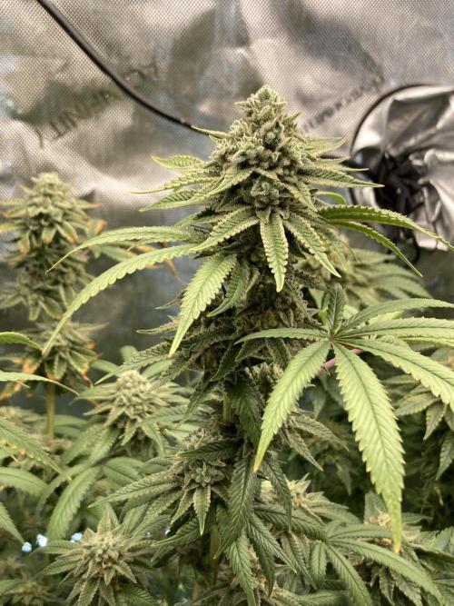 Kush Babies. Week 10