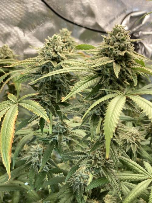 Kush Babies. Week 10