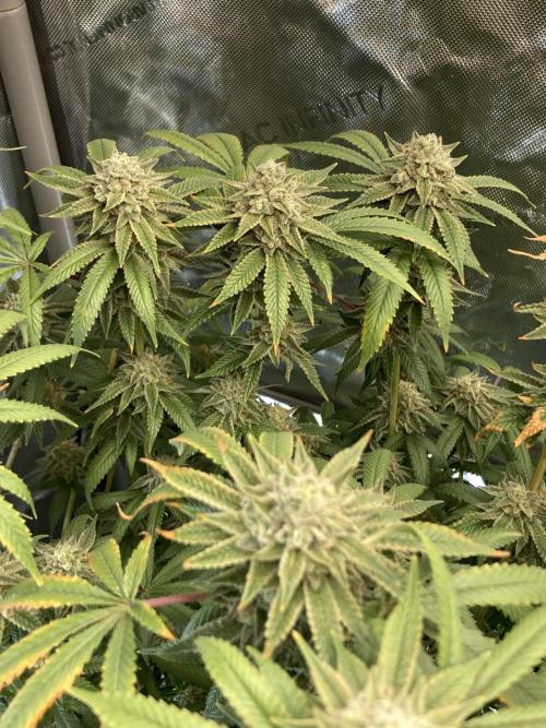 Kush Babies. Week 10