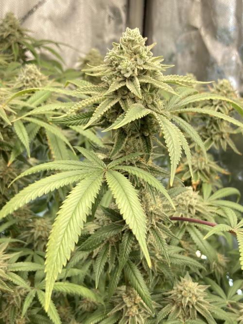 Kush Babies. Week 10