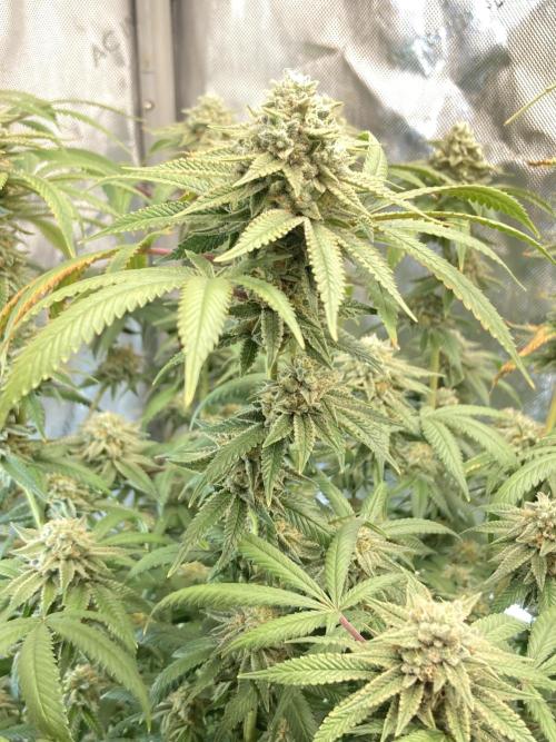 Kush Babies. Week 10