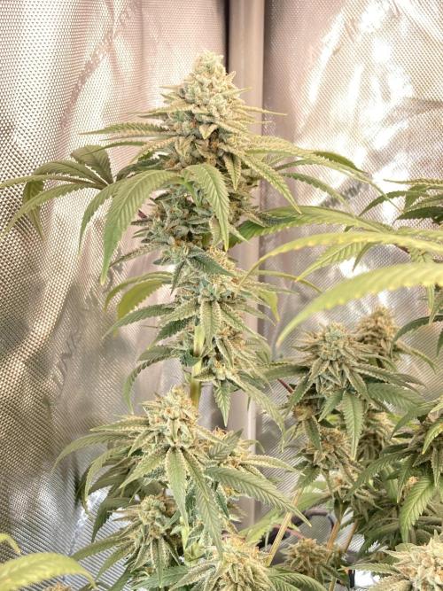 Kush Babies. Week 10