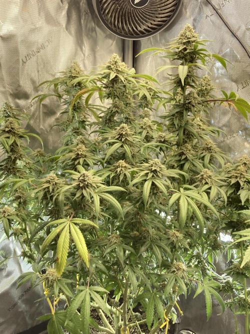 Kush Babies. Week 10