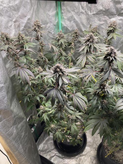 Trap God. Week 17