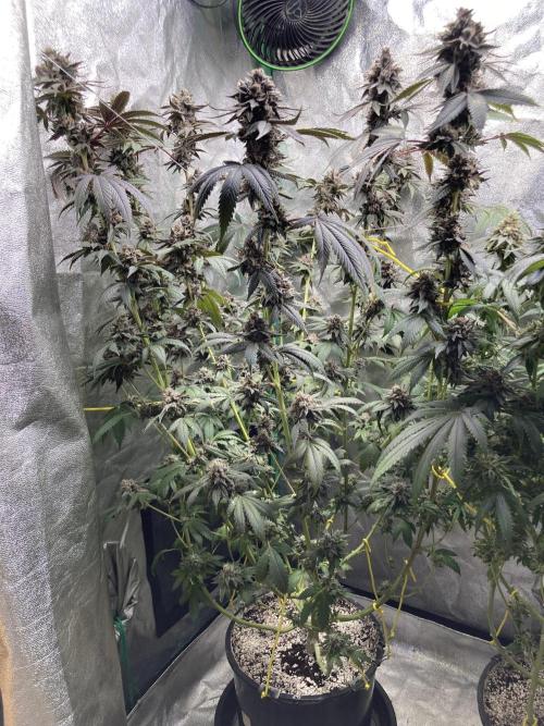 Trap God. Week 17
