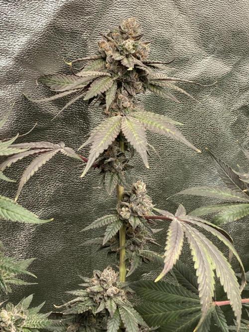 Trap God. Week 17