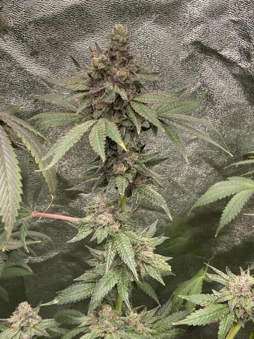 Trap God. Week 17