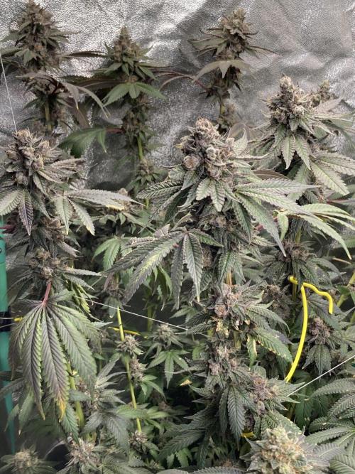 Trap God. Week 17