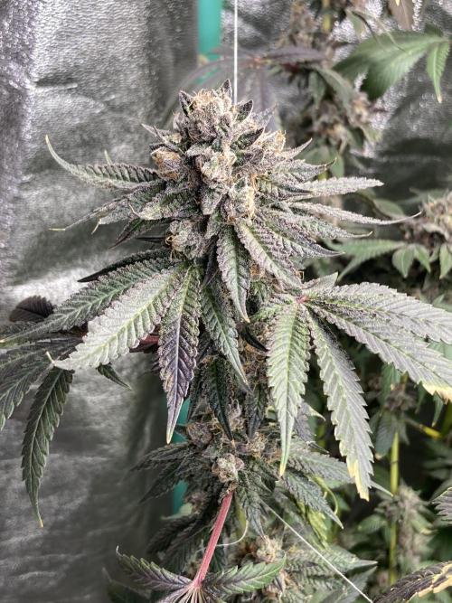 Trap God. Week 17