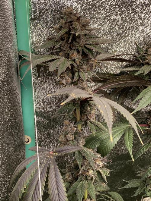 Trap God. Week 17