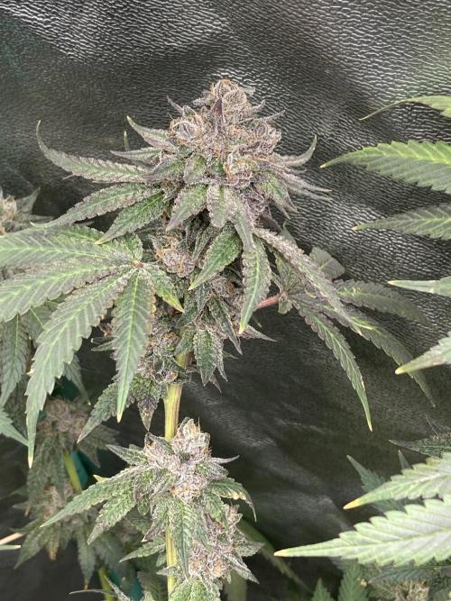 Trap God. Week 17