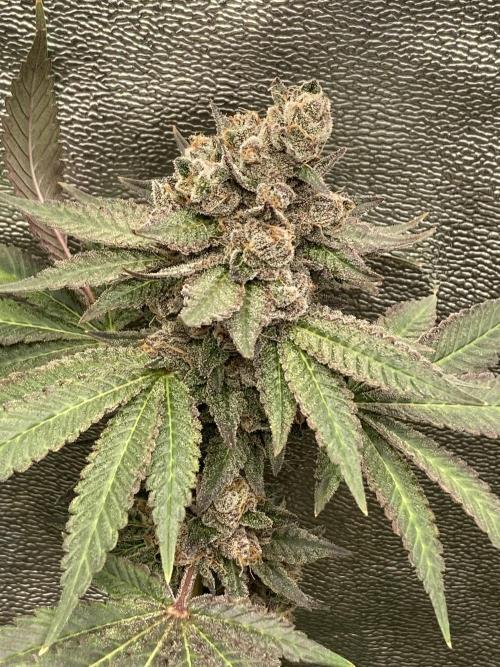 Trap God. Week 17