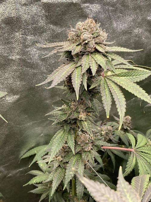 Trap God. Week 17