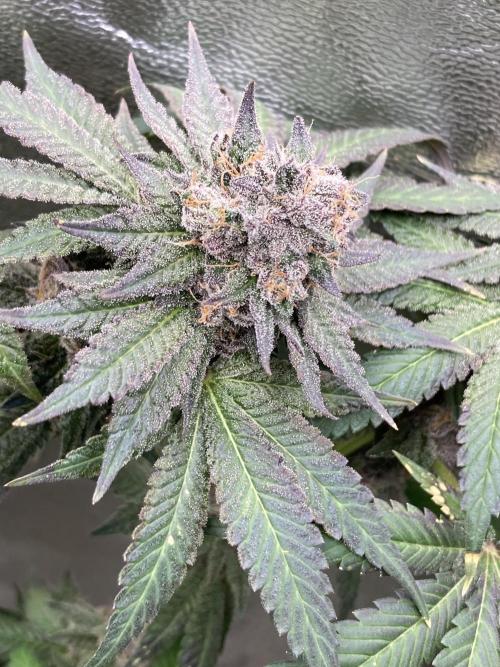 Trap God. Week 17