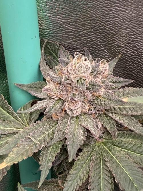 Trap God. Week 17