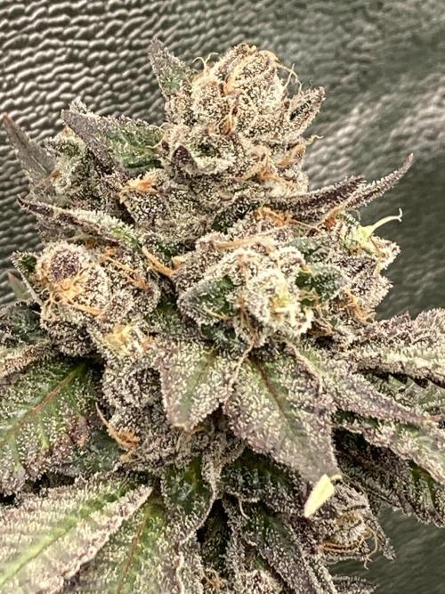 Trap God. Week 17