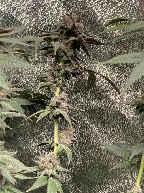 Trap God. Week 17