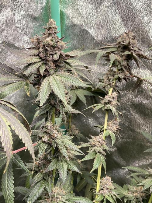 Trap God. Week 17