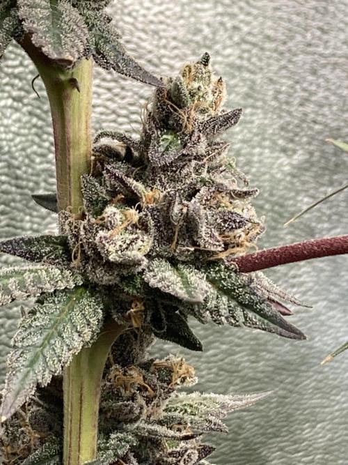 Trap God. Week 17