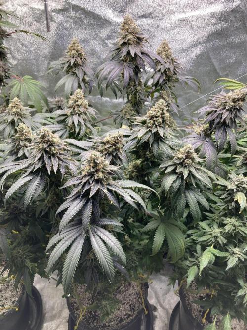 Candyland V2 s1. Week 17