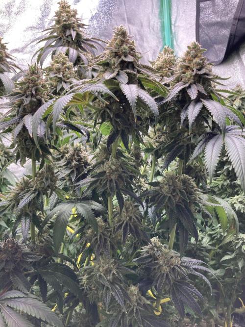 Candyland V2 s1. Week 17