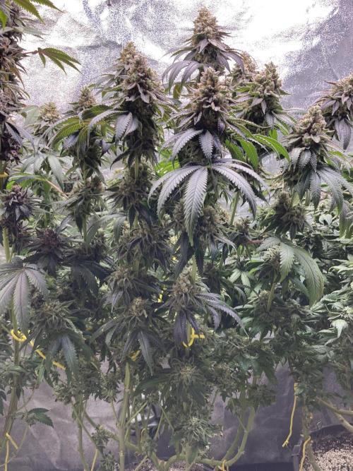 Candyland V2 s1. Week 17