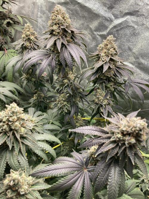 Candyland V2 s1. Week 17