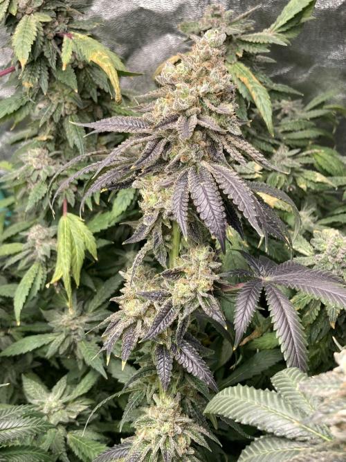Candyland V2 s1. Week 17