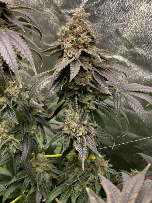 Candyland V2 s1. Week 17
