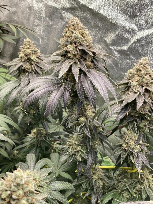 Candyland V2 s1. Week 17