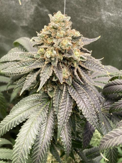 Candyland V2 s1. Week 17