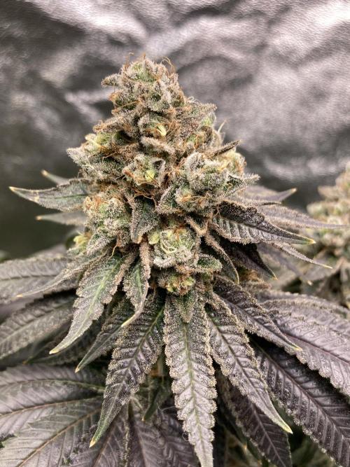 Candyland V2 s1. Week 17
