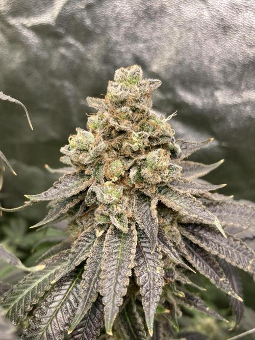 Candyland V2 s1. Week 17