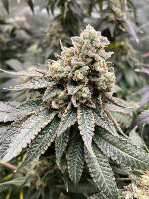 Candyland V2 s1. Week 17