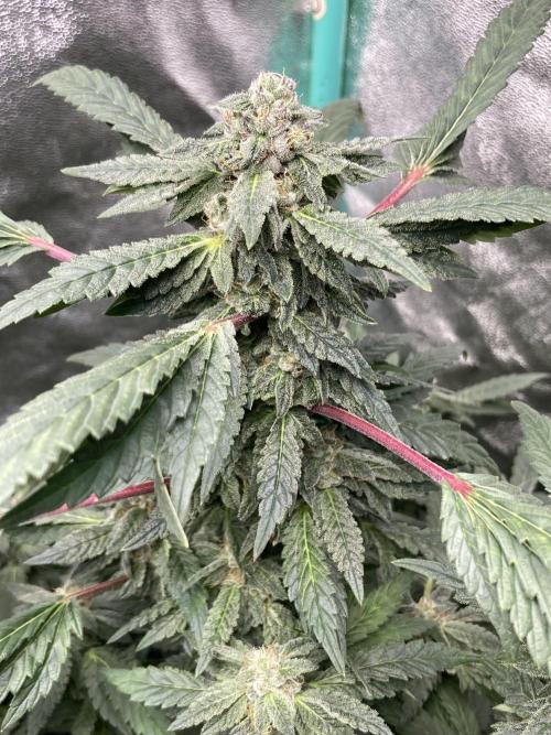 Honeysuckle. Week 27