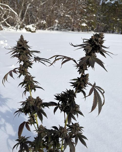 Trap God. Week 18