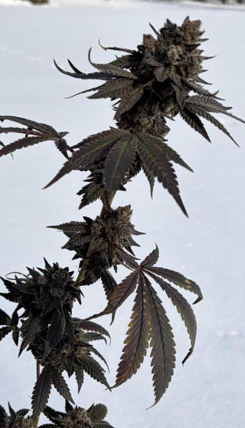 Trap God. Week 18
