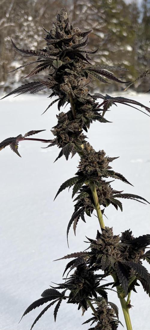 Trap God. Week 18