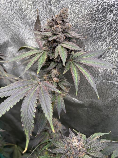 Trap God. Week 18