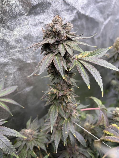 Trap God. Week 18