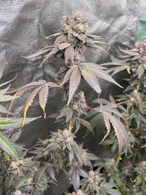 Trap God. Week 18