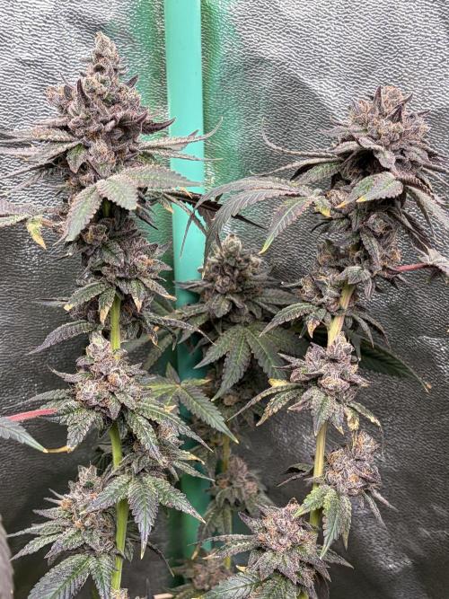 Trap God. Week 18