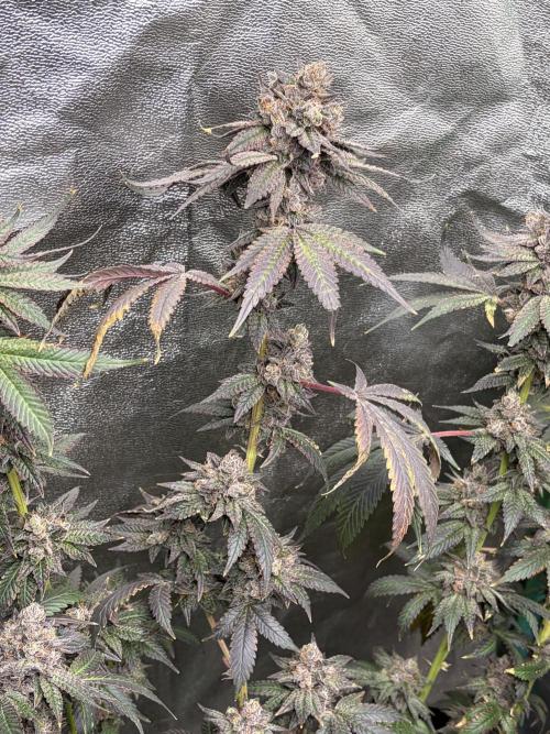 Trap God. Week 18