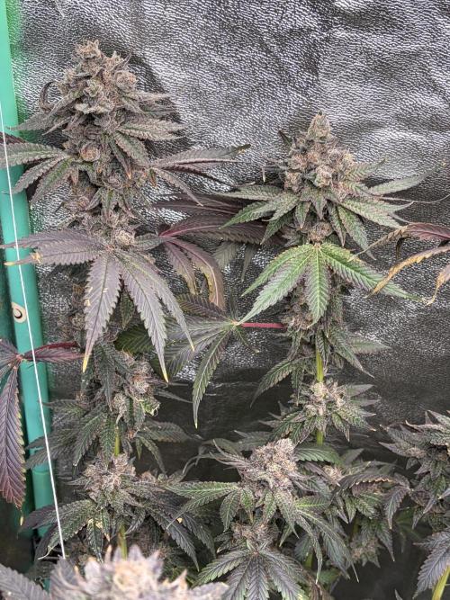 Trap God. Week 18