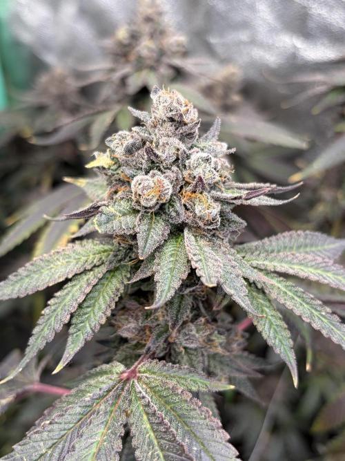 Trap God. Week 18