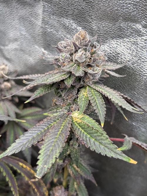 Trap God. Week 18